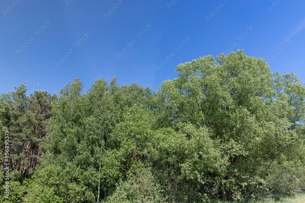 trees in sunny weather against a blue sky background trees in sunny weather against a blue sky background