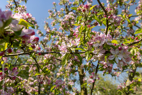 Obraz na plátně Beautiful pink apple blossoms on a blue sky background
