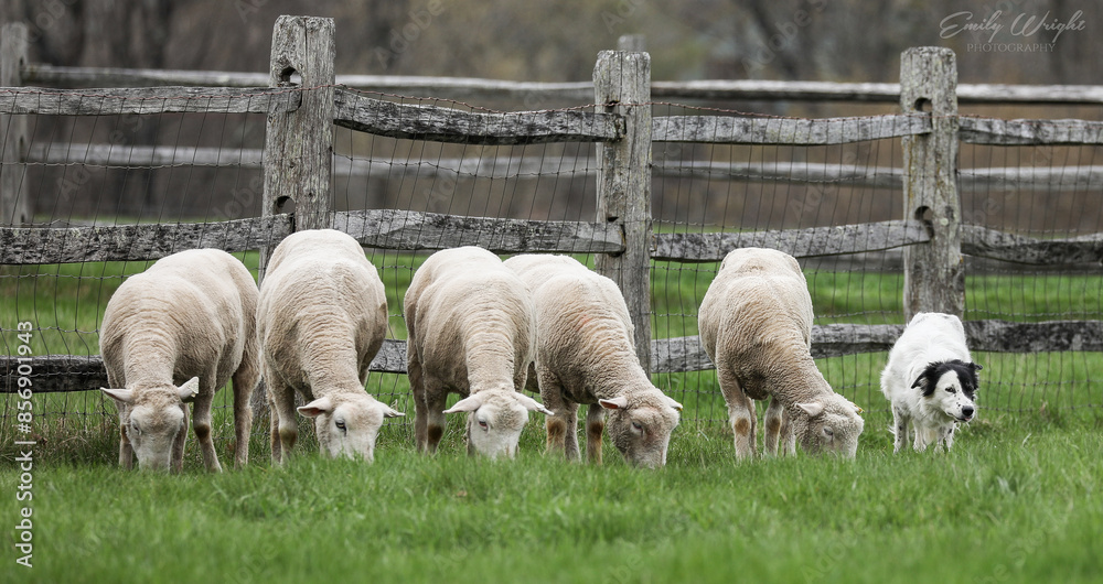 Obraz premium sheep in a field