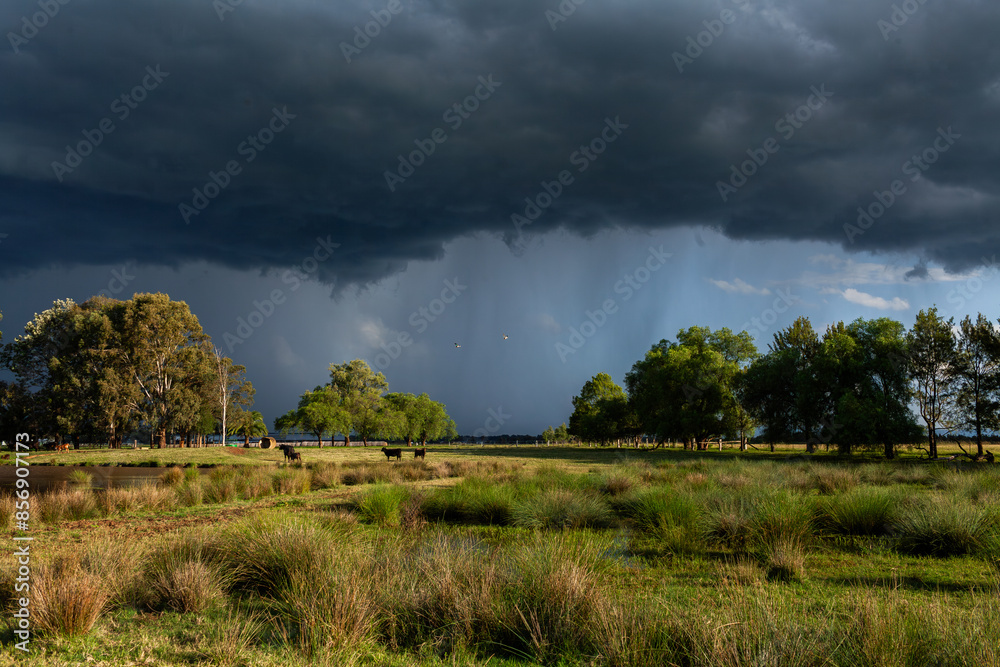 Incoming dark stormy rain clouds over sunlit rural farm paddock two birds flying into storm Incoming dark stormy rain clouds over sunlit rural farm paddock two birds flying into storm