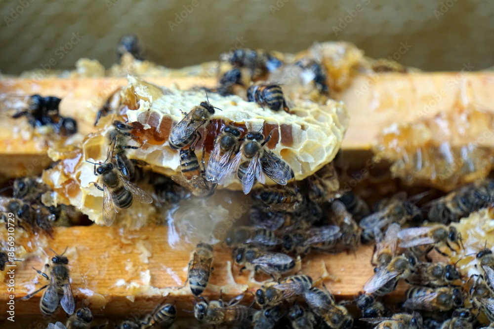 Bees on honeycombs. Close up of honey bee swarm on honeycomb in hive nest, copy space background Bees on honeycombs. Close up of honey bee swarm on honeycomb in hive nest, copy space background