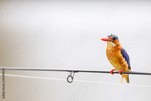 close up of a malachite king fisher
