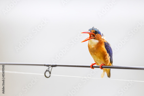 malachite king fisher with pellet in its mouth
