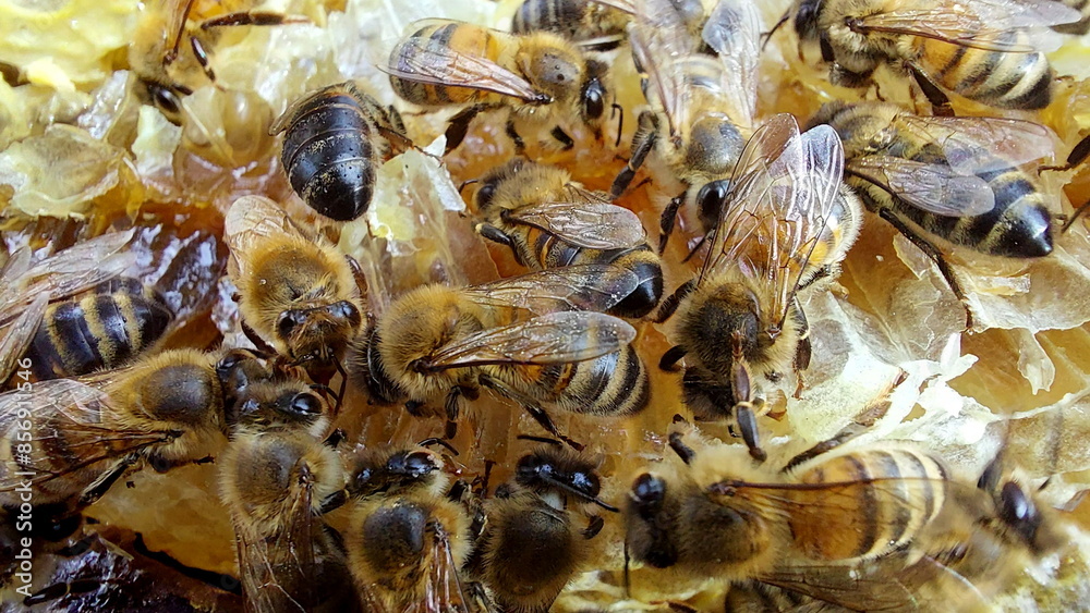 Bees on honeycombs. Close up of honey bee swarm on honeycomb in hive nest, copy space background Bees on honeycombs. Close up of honey bee swarm on honeycomb in hive nest, copy space background