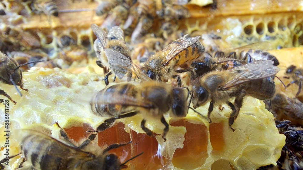 Fototapeta premium Bees on honeycombs. Close up of honey bee swarm on honeycomb in hive nest, copy space background