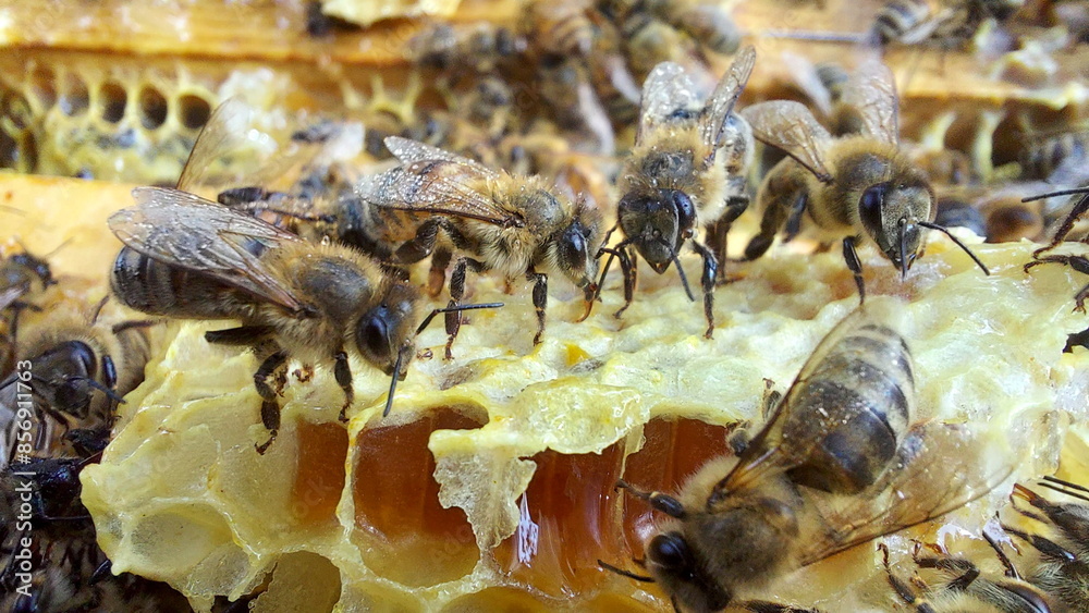 Bees on honeycombs. Close up of honey bee swarm on honeycomb in hive nest, copy space background Bees on honeycombs. Close up of honey bee swarm on honeycomb in hive nest, copy space background