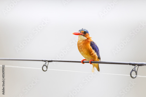 malachite king fisher