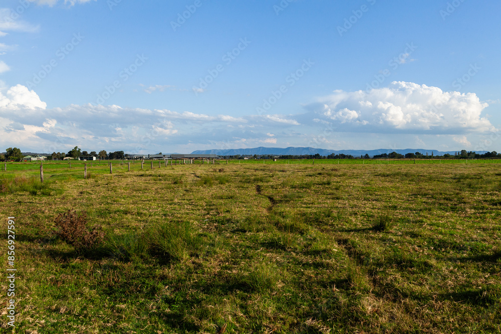 Cattle pad winding through green paddock on farm Cattle pad winding through green paddock on farm