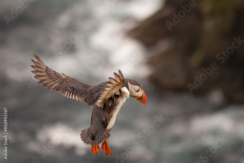 Puffing in flight off the coast of shetlands in Scotland 