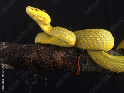 yellow snake with the black background