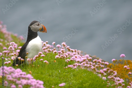 A puffin is looking to the right with a lot of roseus flowers armeria maritima and the sea in background