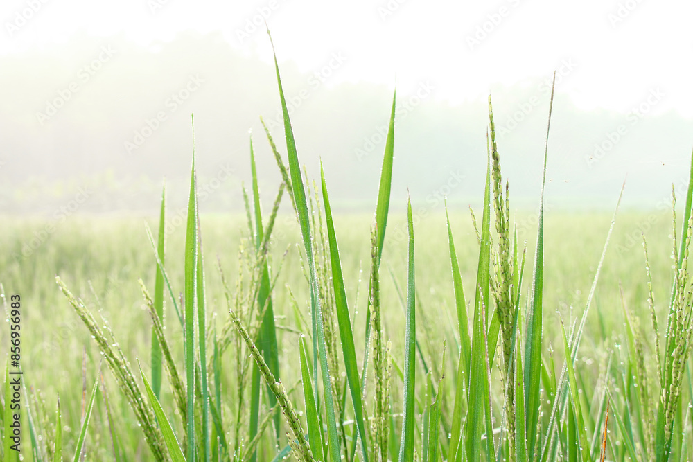 Rice fields Rice fields