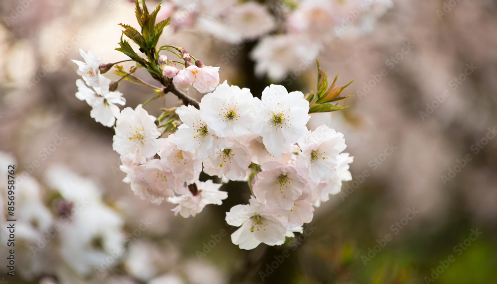 Spring banner, branches of blossoming cherry against background of blue sky and butterflies on nature outdoors. Pink sakura flowers, dreamy romantic image spring, landscape panorama, copy space. Spring banner, branches of blossoming cherry against background of blue sky and butterflies on nature outdoors. Pink sakura flowers, dreamy romantic image spring, landscape panorama, copy space.