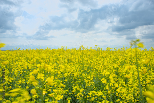 rapeseed field with cloudy sky