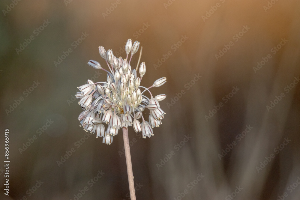 Allium paniculatum (Ajillo silvestre o ajillo de monte) Allium paniculatum (Ajillo silvestre o ajillo de monte)