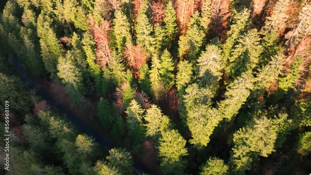 Vue de drone de la forêt d'Oyonnax dans le département de l'Ain