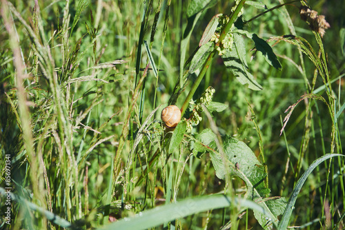 ślimak ,muszla ,ślimak winniczek, helix pomatia 