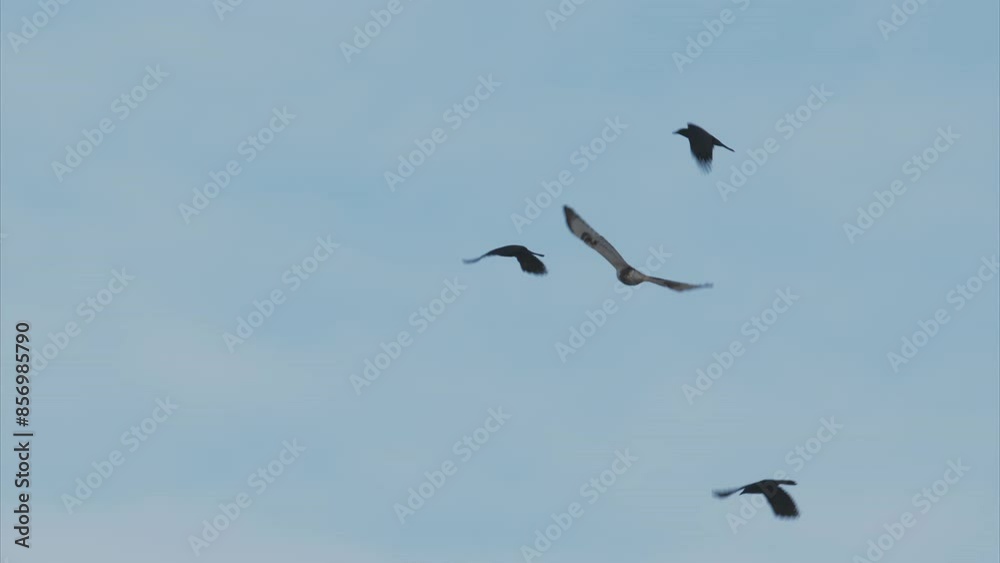 カラスに追われるケアシノスリ (スローモーション) カラスに追われるケアシノスリ (スローモーション)