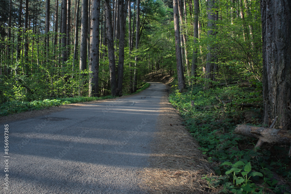 Paved road winding through a pine forest, surrounded by green trees and woodland. Paved road winding through a pine forest, surrounded by green trees and woodland.