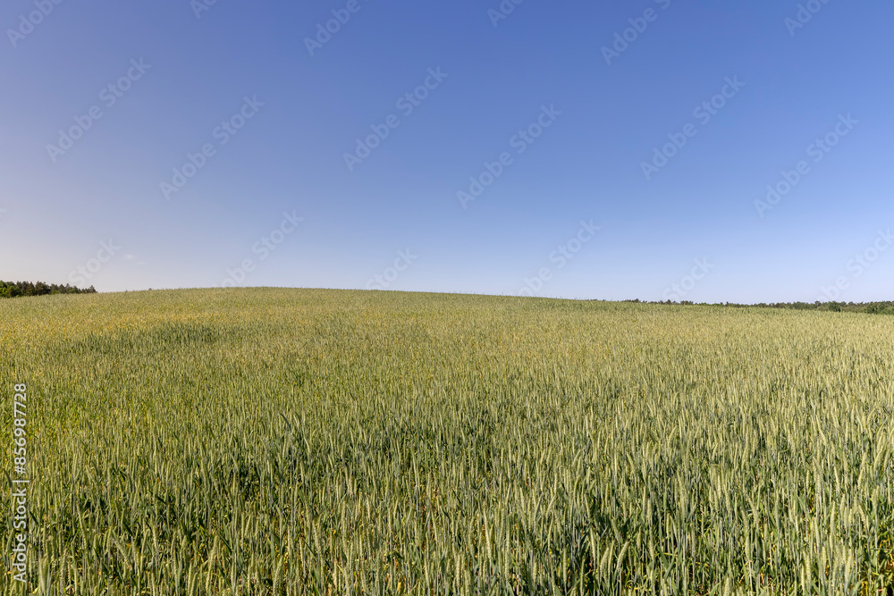agriculture in the summer with a lot of green cereals agriculture in the summer with a lot of green cereals