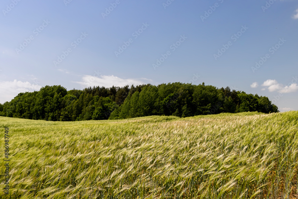 Fototapeta premium unripe barley ears in spring