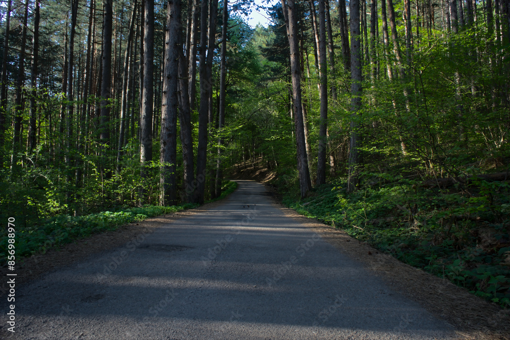 Paved road winding through a pine forest, surrounded by green trees and woodland. Paved road winding through a pine forest, surrounded by green trees and woodland.