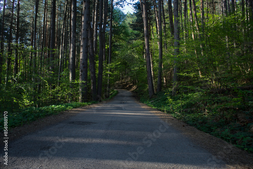 Paved road winding through a pine forest, surrounded by green trees and woodland.