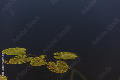 water lily in the pond, yellow flower  photo