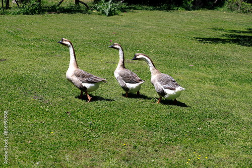 Fototapeta Naklejka Na Ścianę i Meble -  Three geese scratching on a meadow.