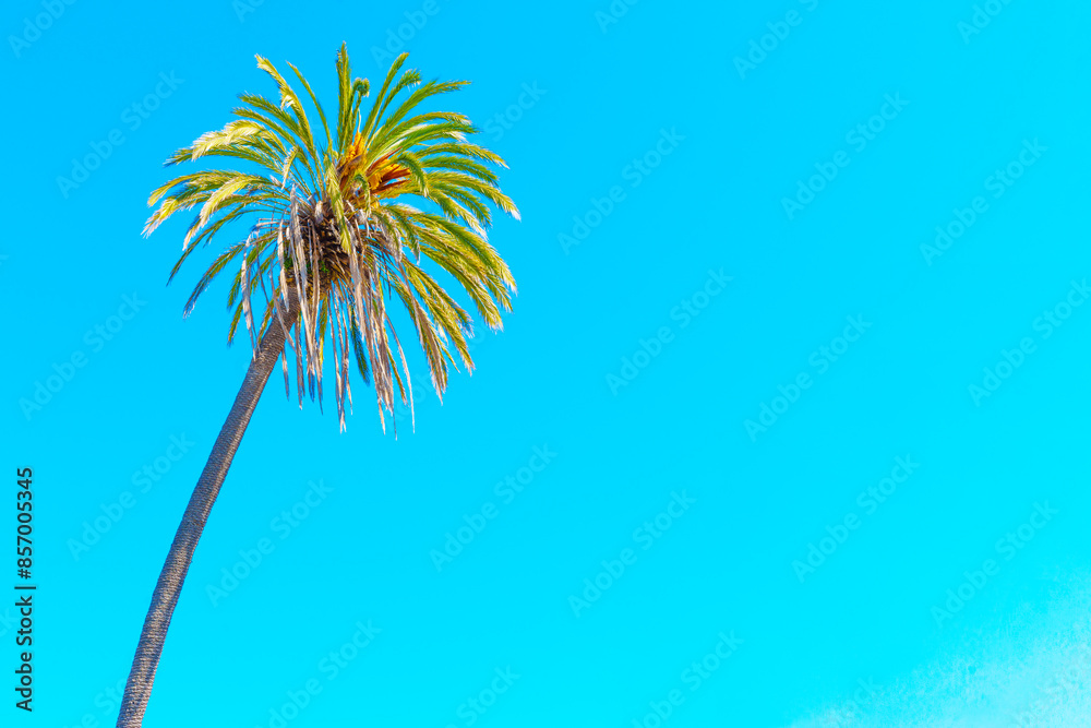 Obraz premium Single Palm Tree Against Clear Blue Sky