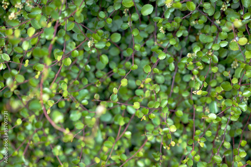 Vines on the summer wall