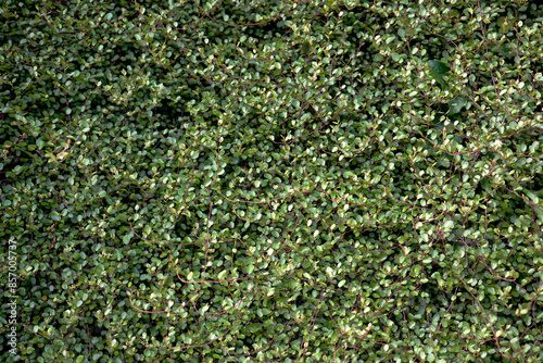 Vines on the summer wall