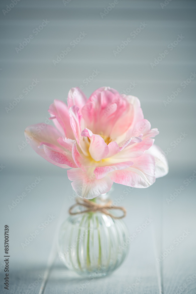 Beautiful pink flower tulip in a transparent small vase on a light background Beautiful pink flower tulip in a transparent small vase on a light background