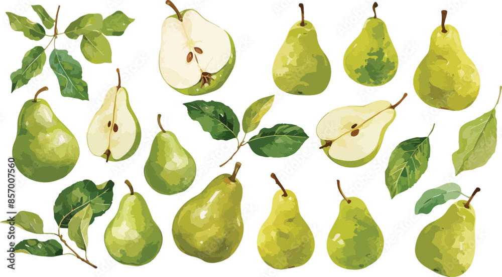 pear watercolor clipart pear watercolor clipart