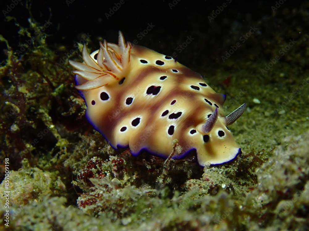 Nudibranch on the seabed. A nudibranch moves along a sandy bottom among corals at night underwater. Nudibranch on the seabed. A nudibranch moves along a sandy bottom among corals at night underwater.