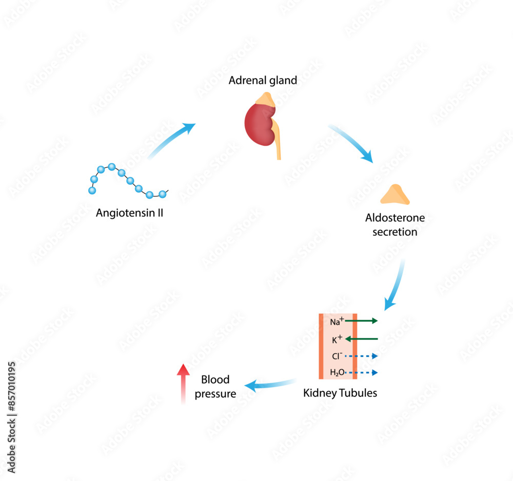 Vetor de Angiotensin II acts on adrenal gland. Aldosterone secretion ...