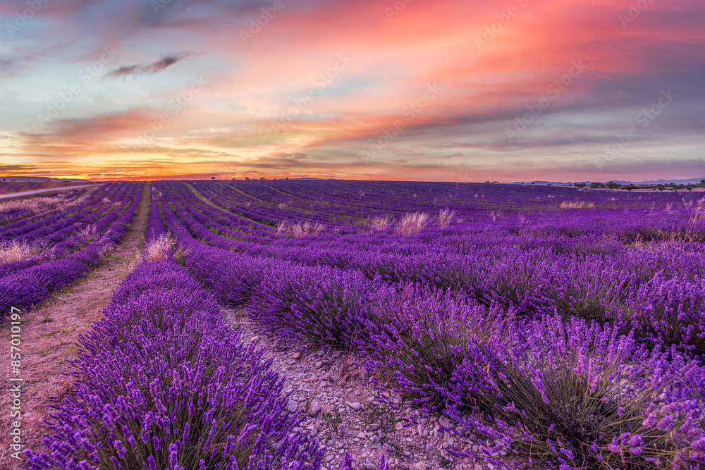 Fototapeta premium Wonderful nature landscape, amazing sunset scenery with blooming lavender flowers. Moody sky, pastel colors on bright landscape view. Floral panoramic meadow nature in lines with trees and horizon 