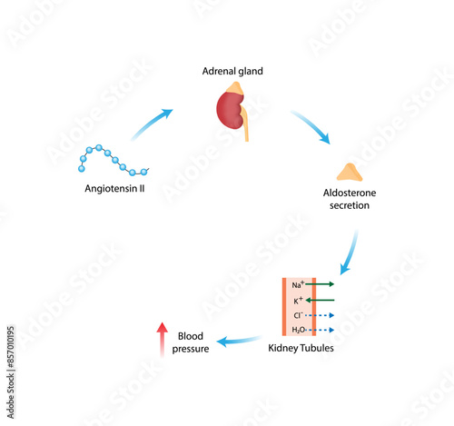 Angiotensin II acts on adrenal gland. Aldosterone secretion. Renin-Angiotensin-Aldosterone System, RAAS. Blood pressure regulation. Vector illustration.