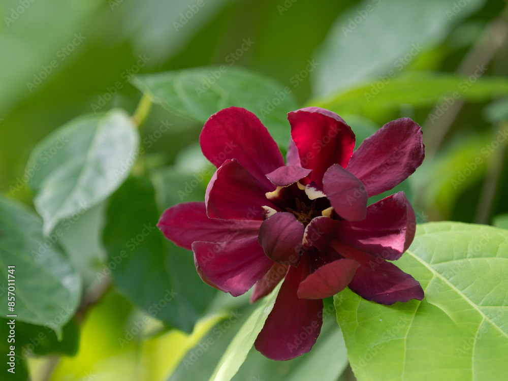 Naklejka premium ワインレッドのカリカンサスの花
