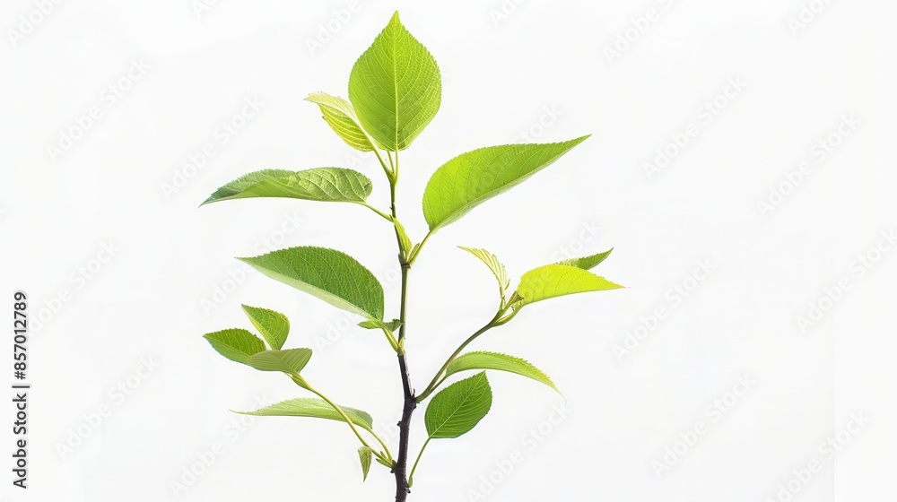Fototapeta premium A young sapling with fresh green leaves, isolated on a white background, bright and detailed, high-definition, studio lighting