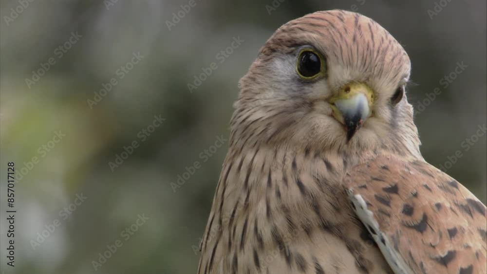 portrait of an kestrel in summertime portrait of an kestrel in summertime