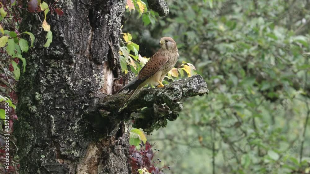 kestrel sitting on an old branch in summertime kestrel sitting on an old branch in summertime