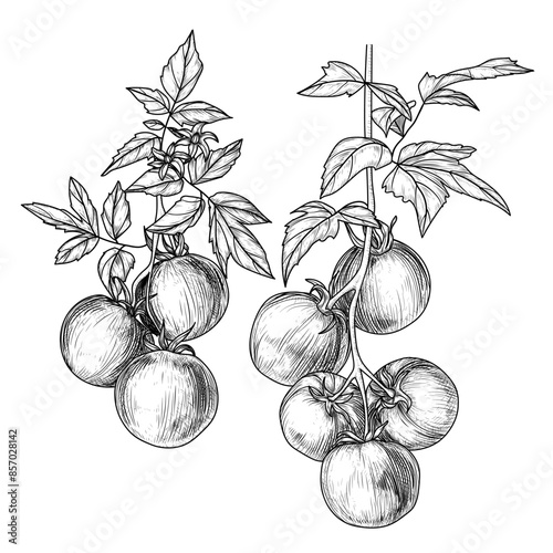 Vector illustration of 2 branches of cherry tomatoes with leaves and flowers in engraving style
