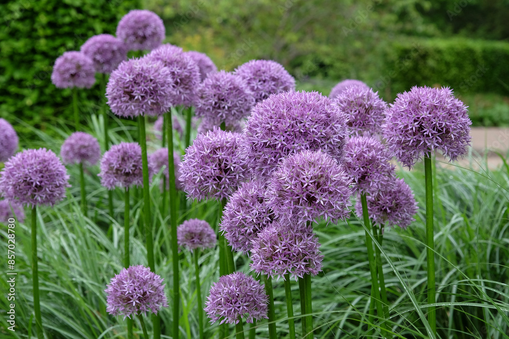 Obraz premium Purple allium, ornamental onion, ‘Globemaster’ in flower.
