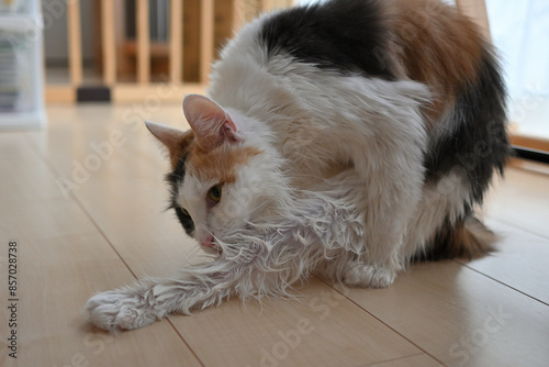 濡れた後ろ足を毛づくろいする猫（メインクーン）