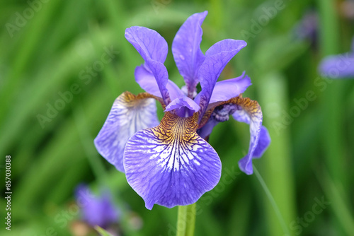 Pale blue Siberian flag iris, Sibirica Iris ‘Heavenly Blue’ in flower. photo