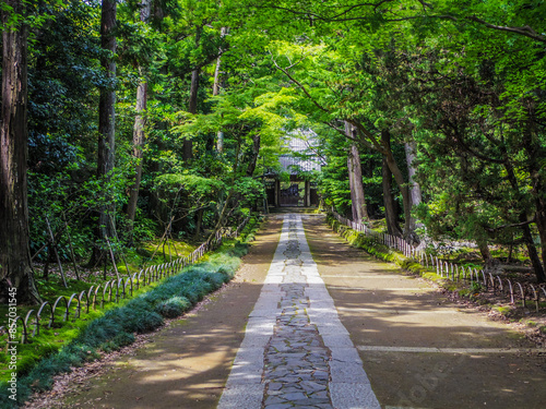 Fotografie 【神奈川県】鎌倉市・寿福寺参道