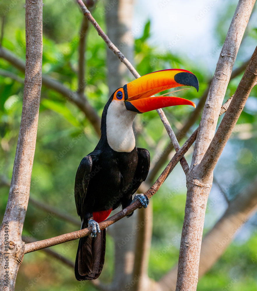 Toco toucan (Ramphastos toco) is sitting on a tree branch. Brazil. Pantanal.
Toco toucan (Ramphastos toco) is sitting on a tree branch. Brazil. Pantanal.