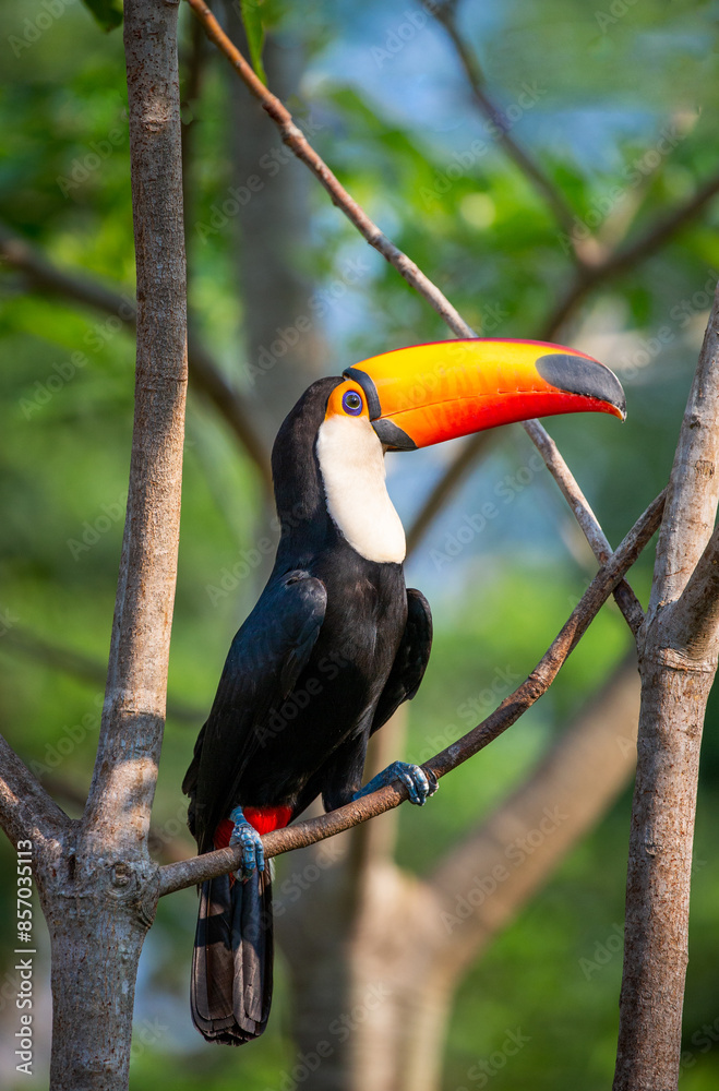 Toco toucan (Ramphastos toco) is sitting on a tree branch. Brazil. Pantanal.
Toco toucan (Ramphastos toco) is sitting on a tree branch. Brazil. Pantanal.