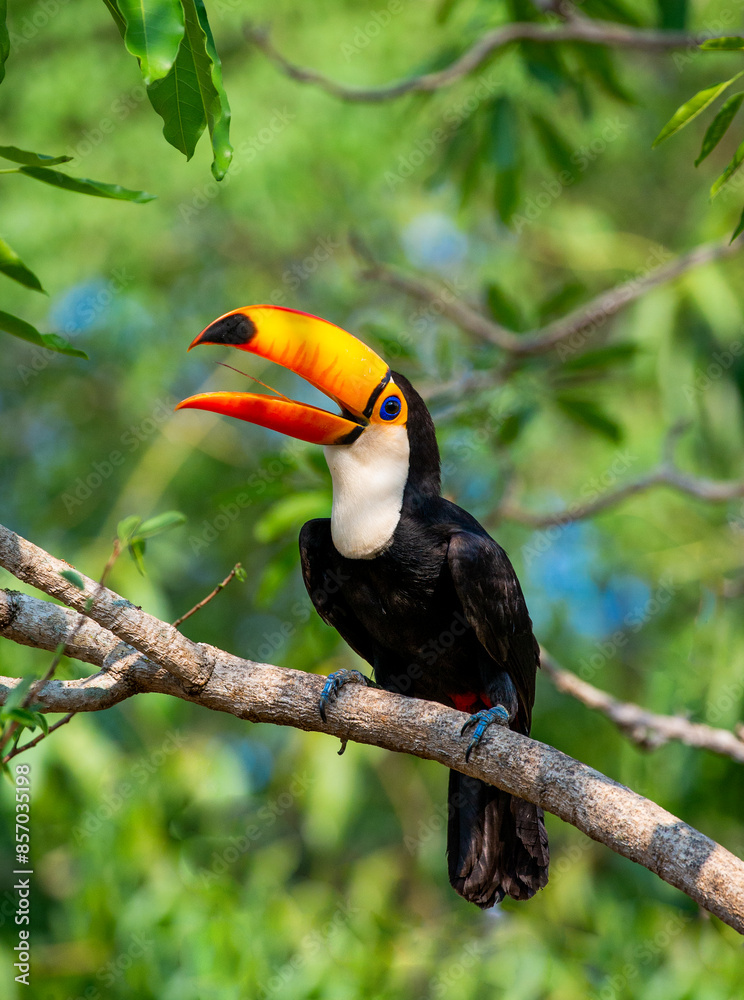 Obraz premium Toco toucan (Ramphastos toco) is sitting on a tree branch. Brazil. Pantanal. 